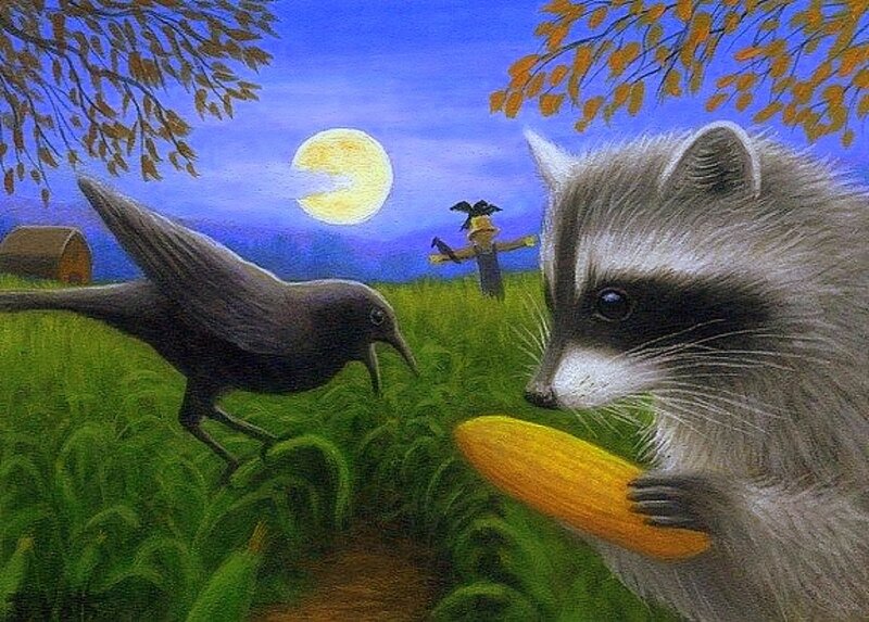 Raccoon Eating Corn