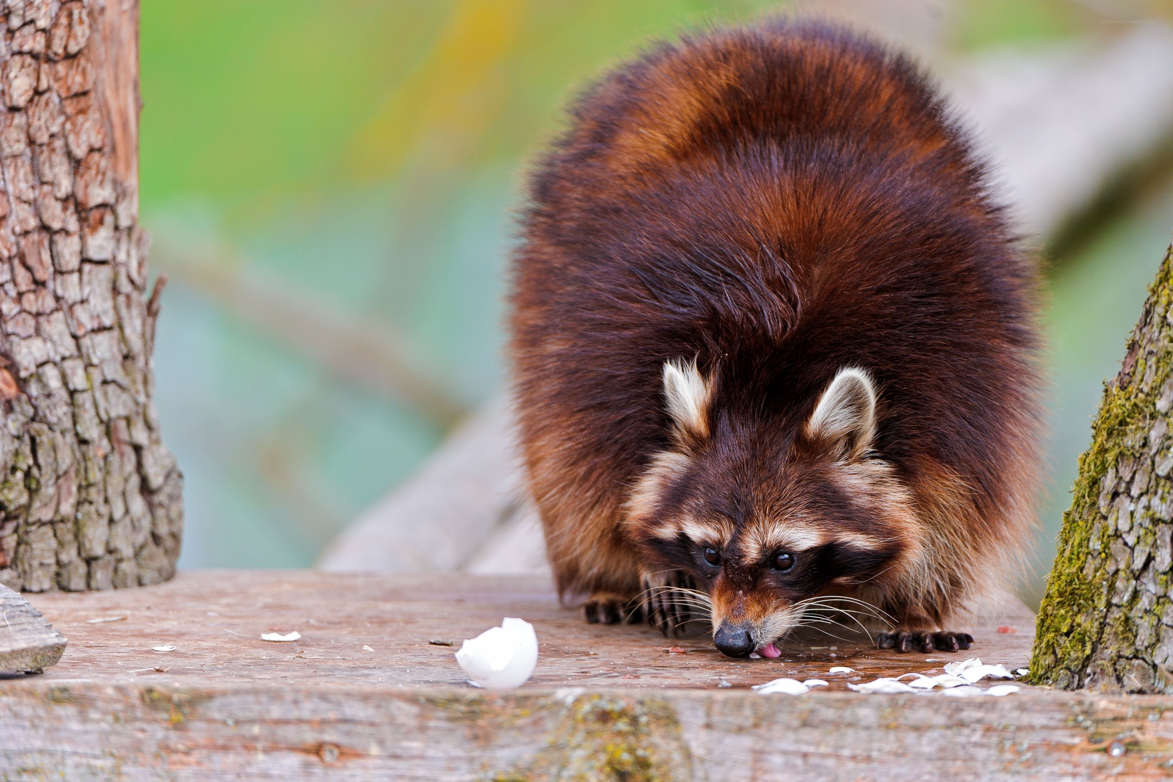Raccoon eating egg on wood