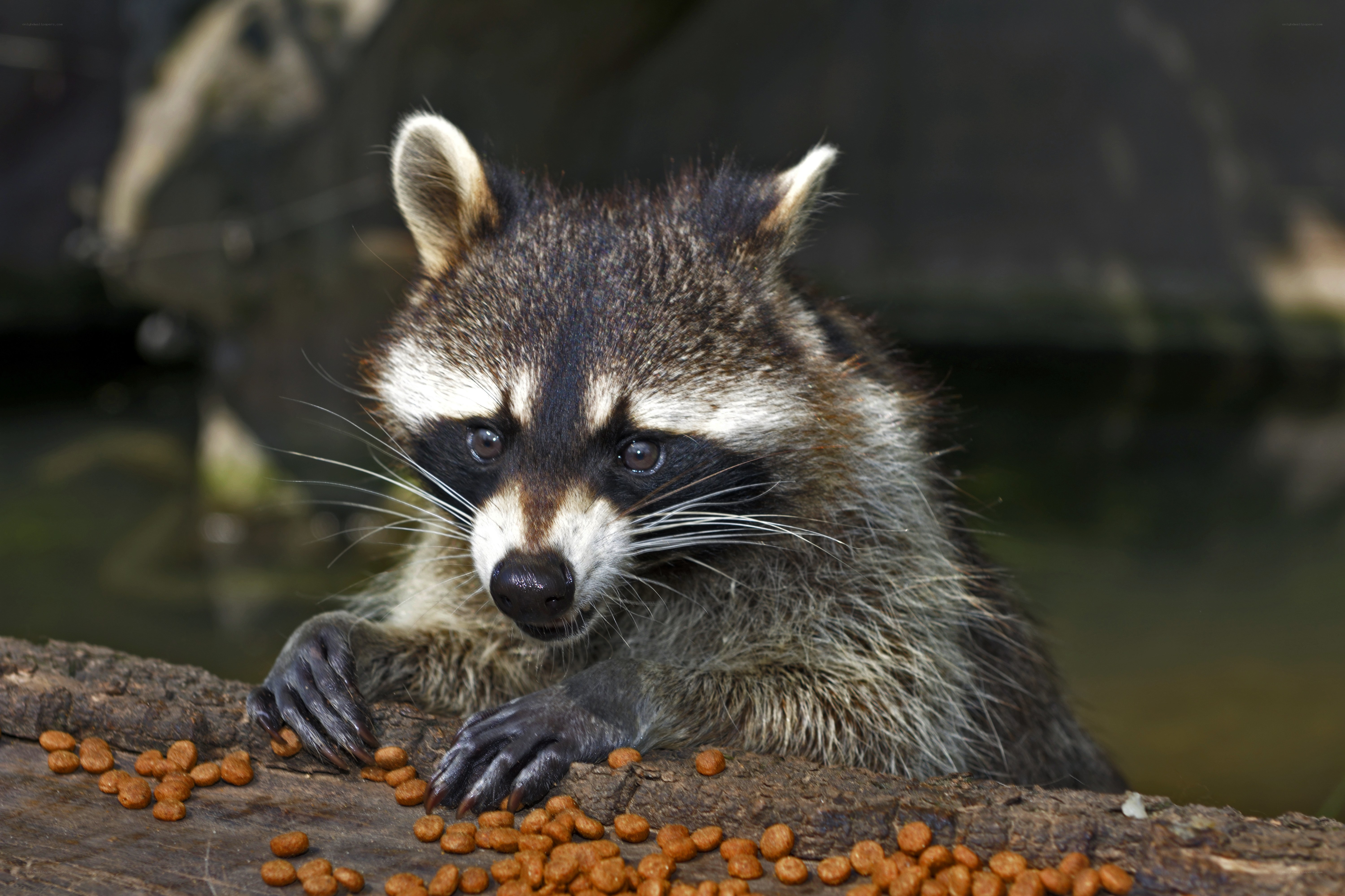 Raccoon eating kibble on log