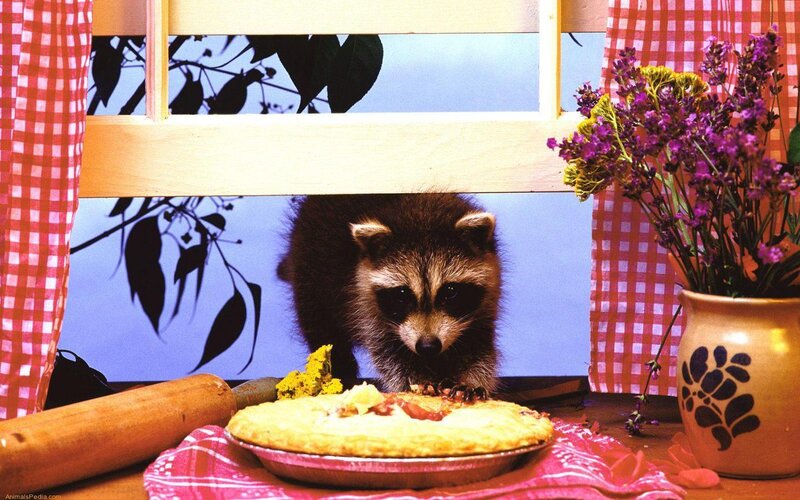 Raccoon Eating Pie