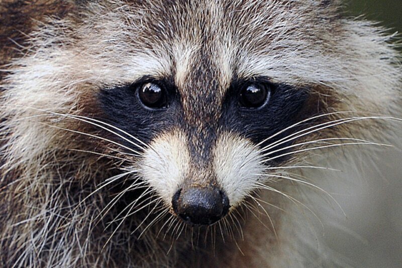 Raccoon Face Close-up — Brown