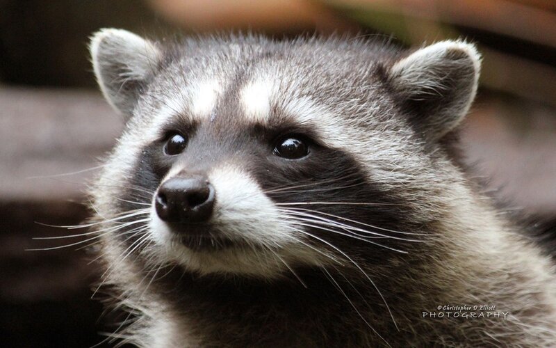 Raccoon Face Close-up — Gray