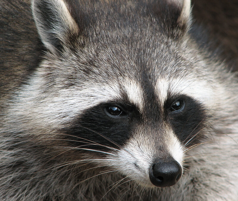 Raccoon Face Close-up