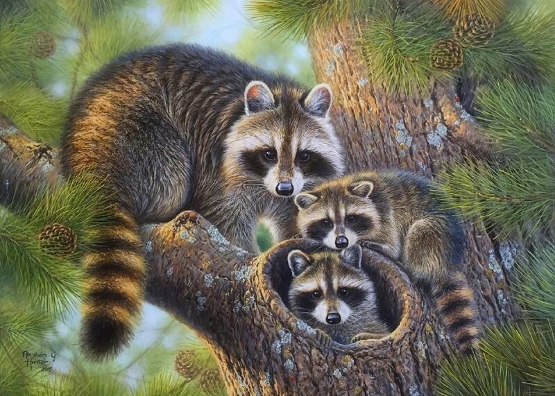 Raccoon Family in Tree