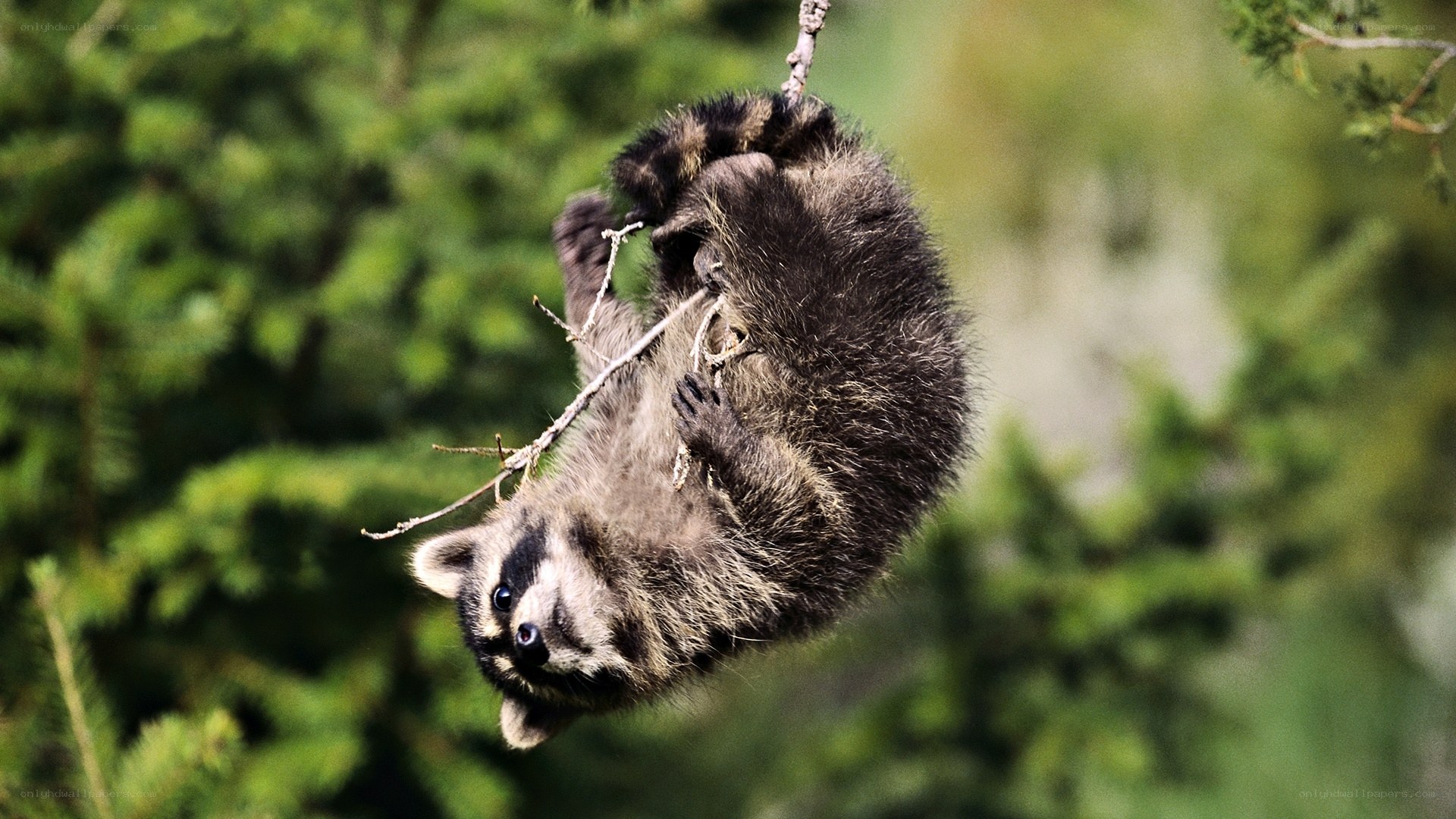 Raccoon hanging from a branch