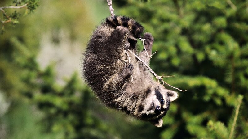 Raccoon Hanging from Branch — Green