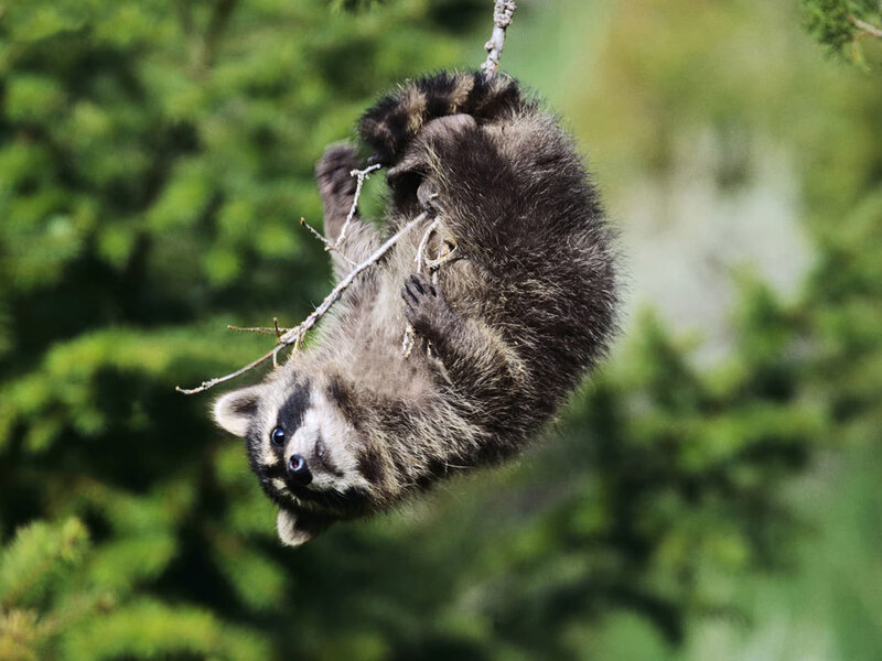 Raccoon Hanging Upside Down