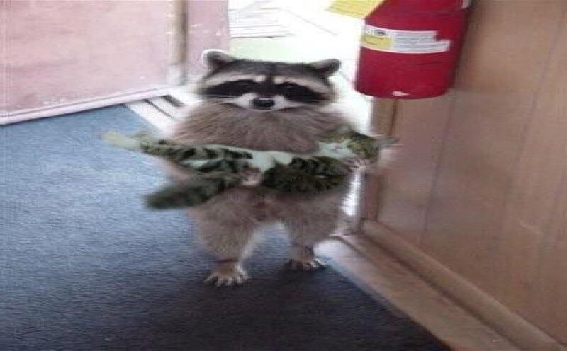 Raccoon Holding Cat