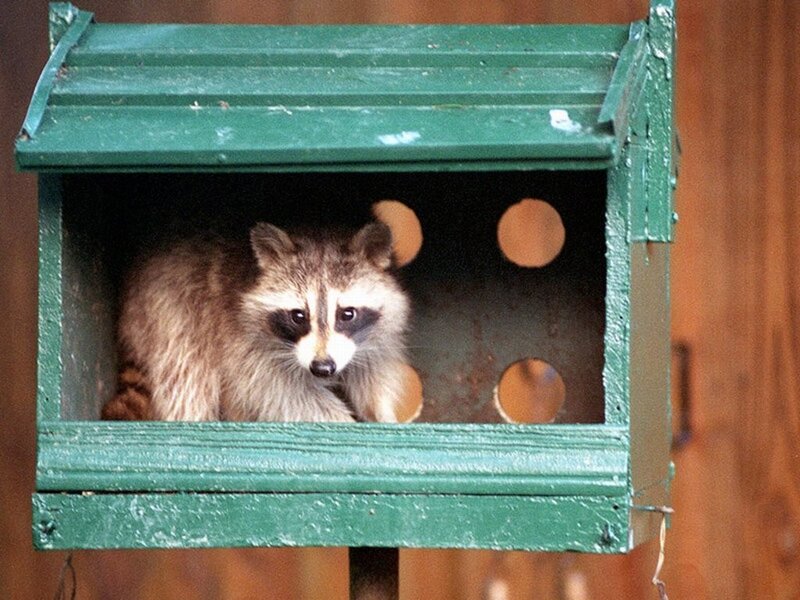 Raccoon in a green box