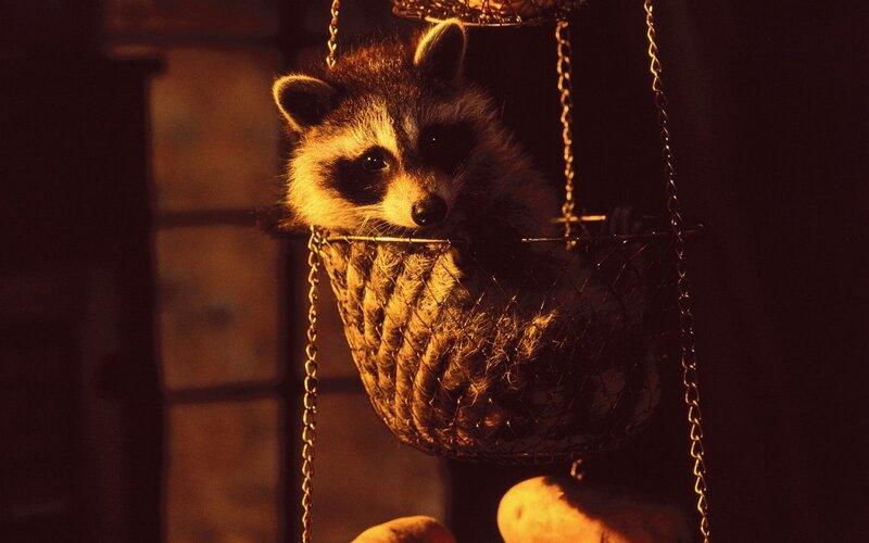 raccoon in a hanging basket