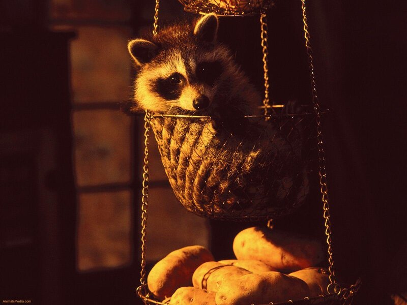 Raccoon in a hanging basket