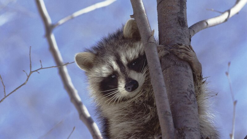 Raccoon in a tree