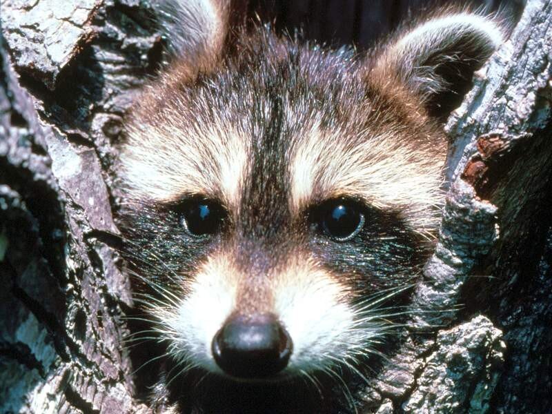 Raccoon in a tree
