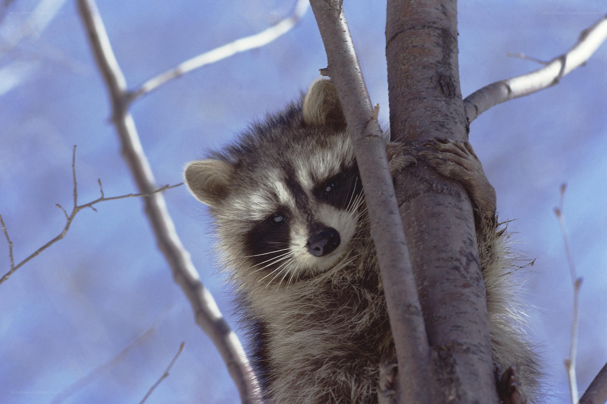Raccoon in a tree