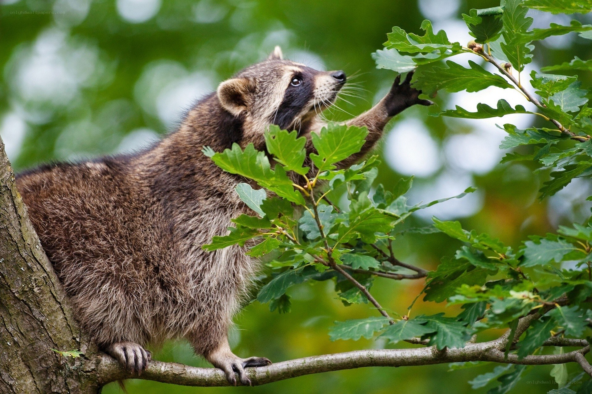 Raccoon in a tree