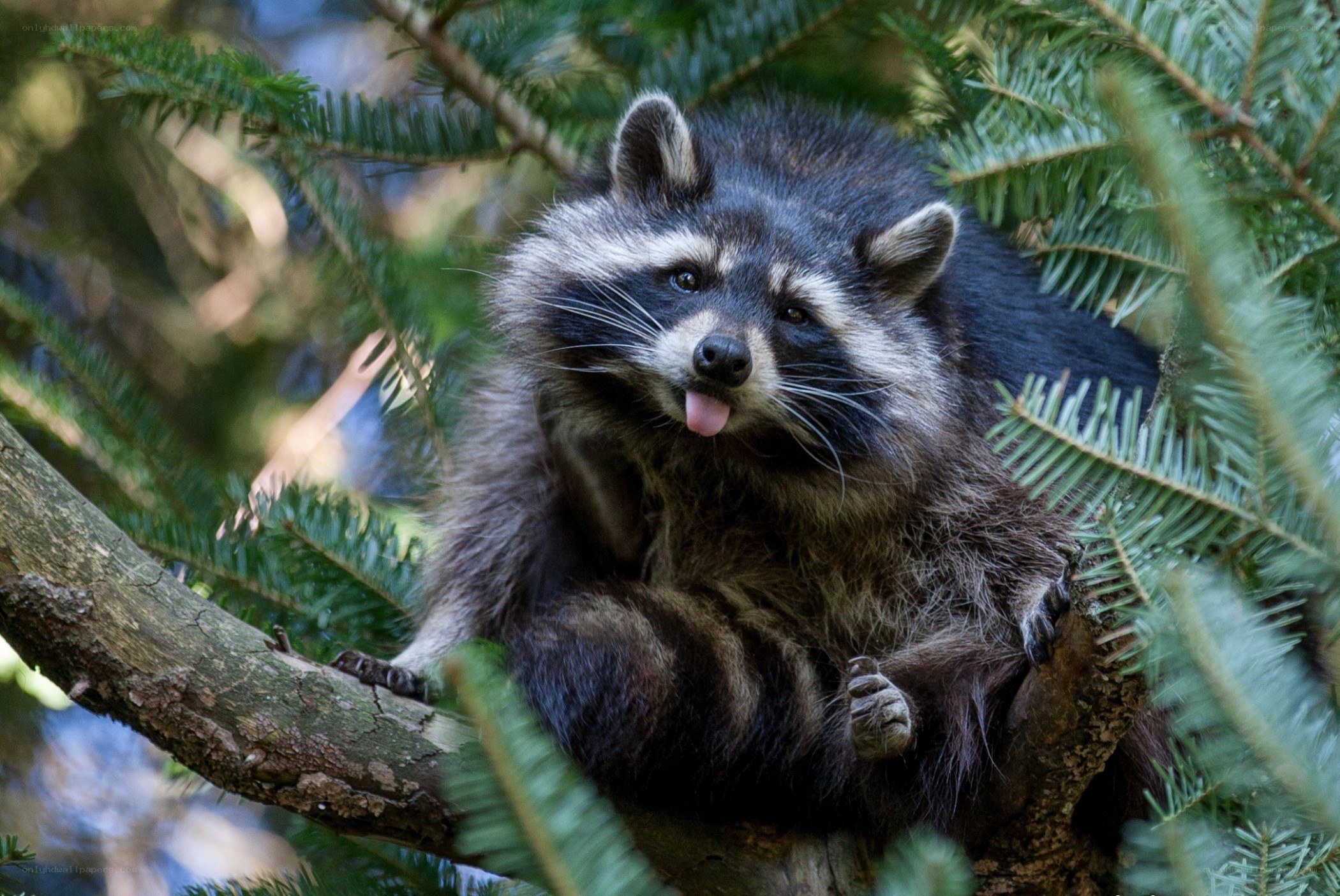 Raccoon in a tree
