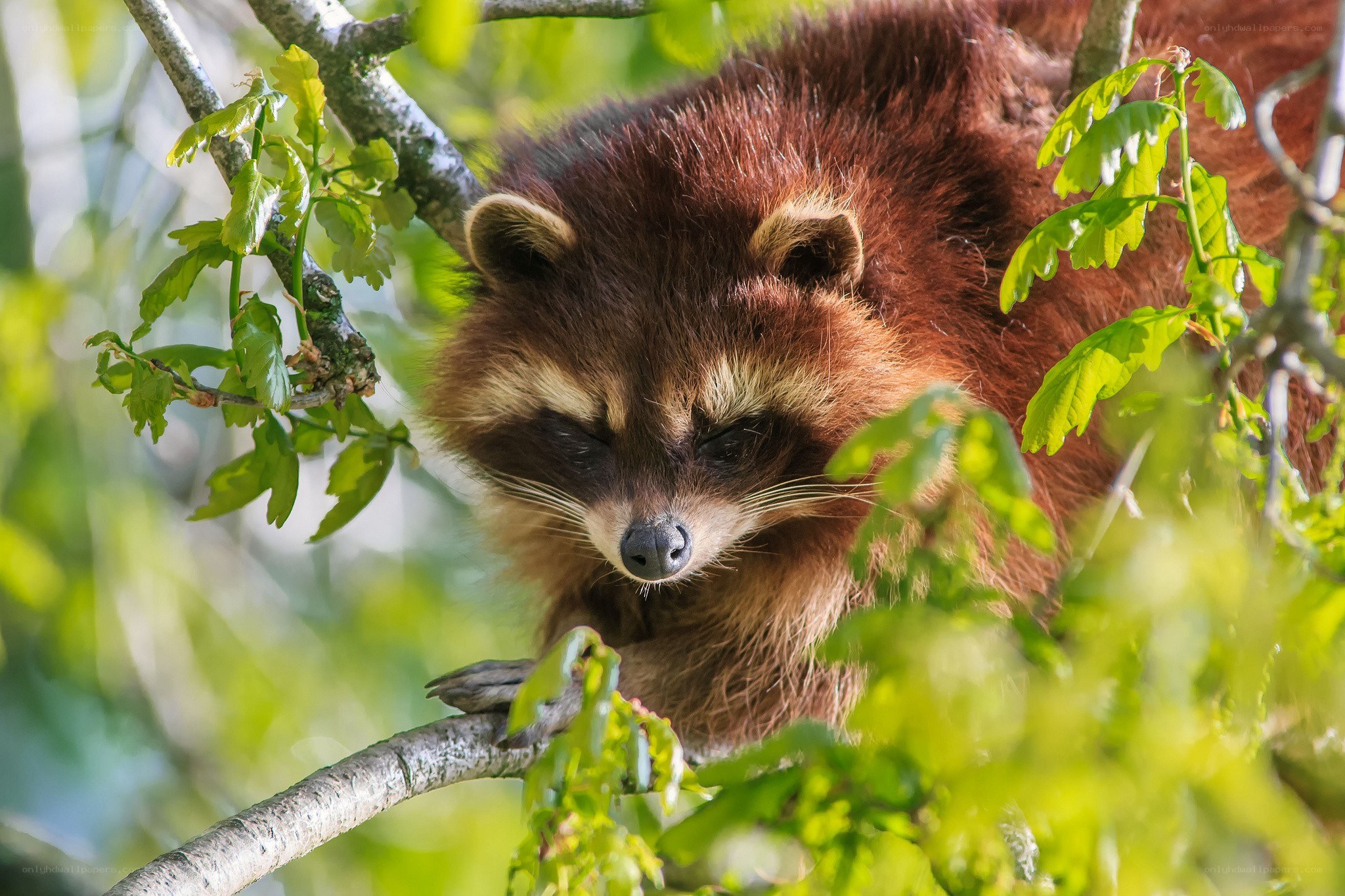 raccoon in a tree