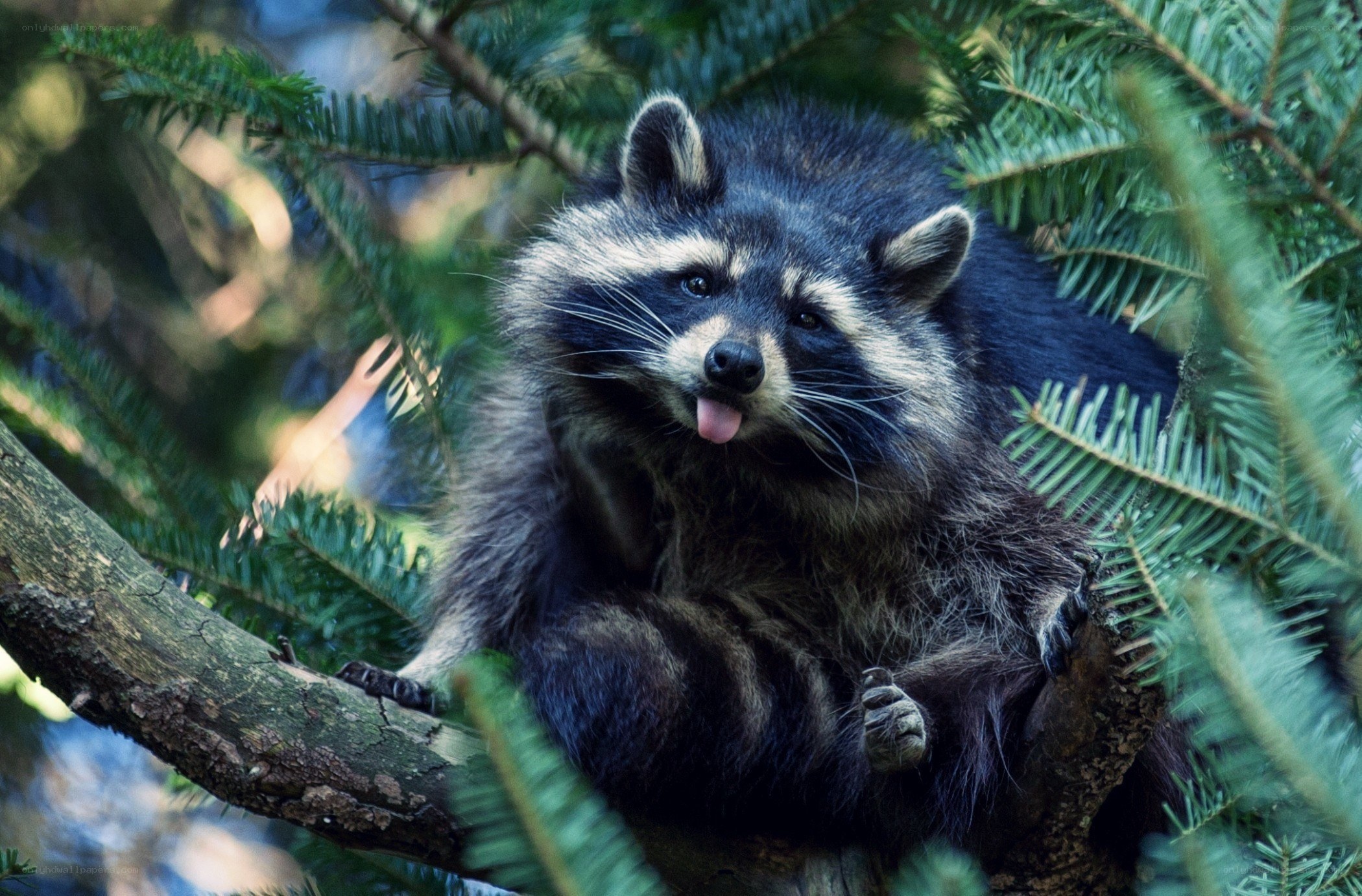 raccoon in a tree