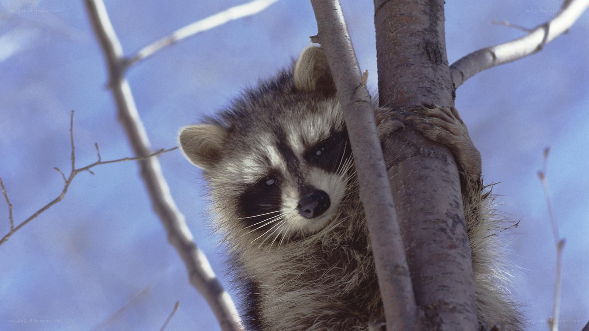 raccoon in a tree