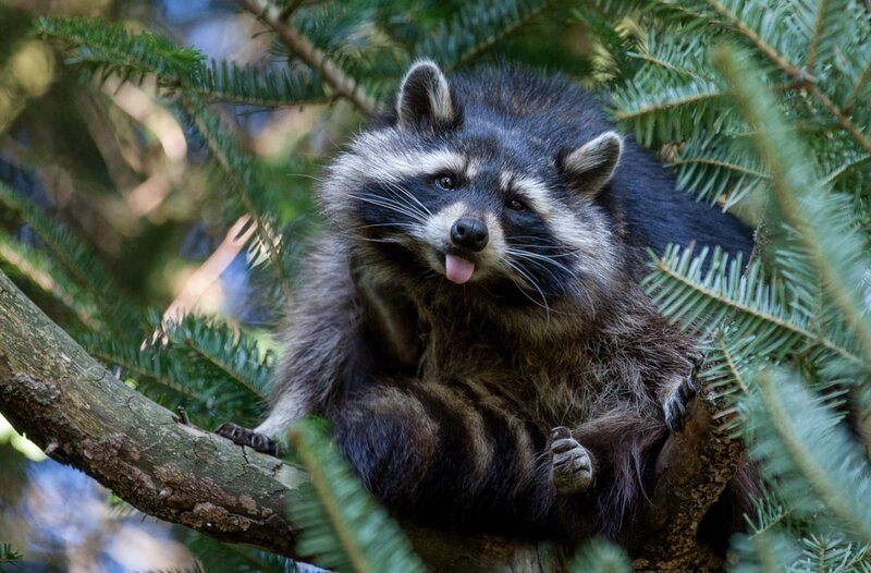 Raccoon in a tree
