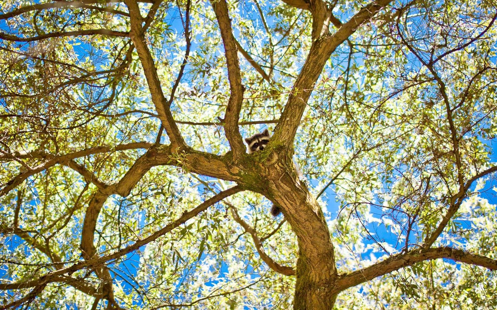 Raccoon in a tree