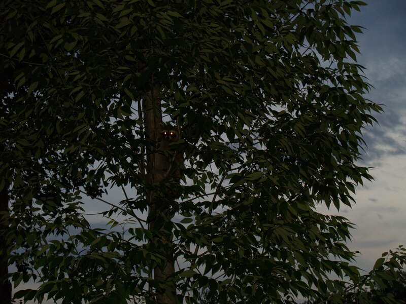 raccoon in a tree at dusk