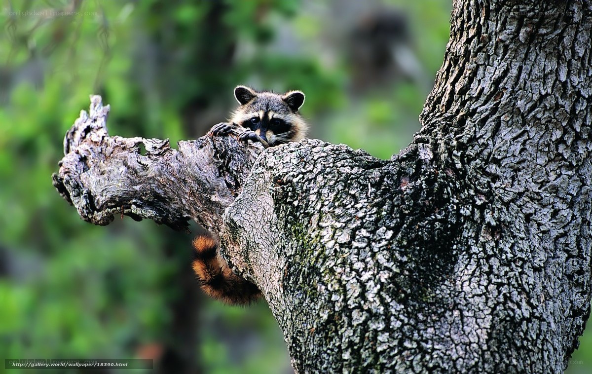 Raccoon in a tree