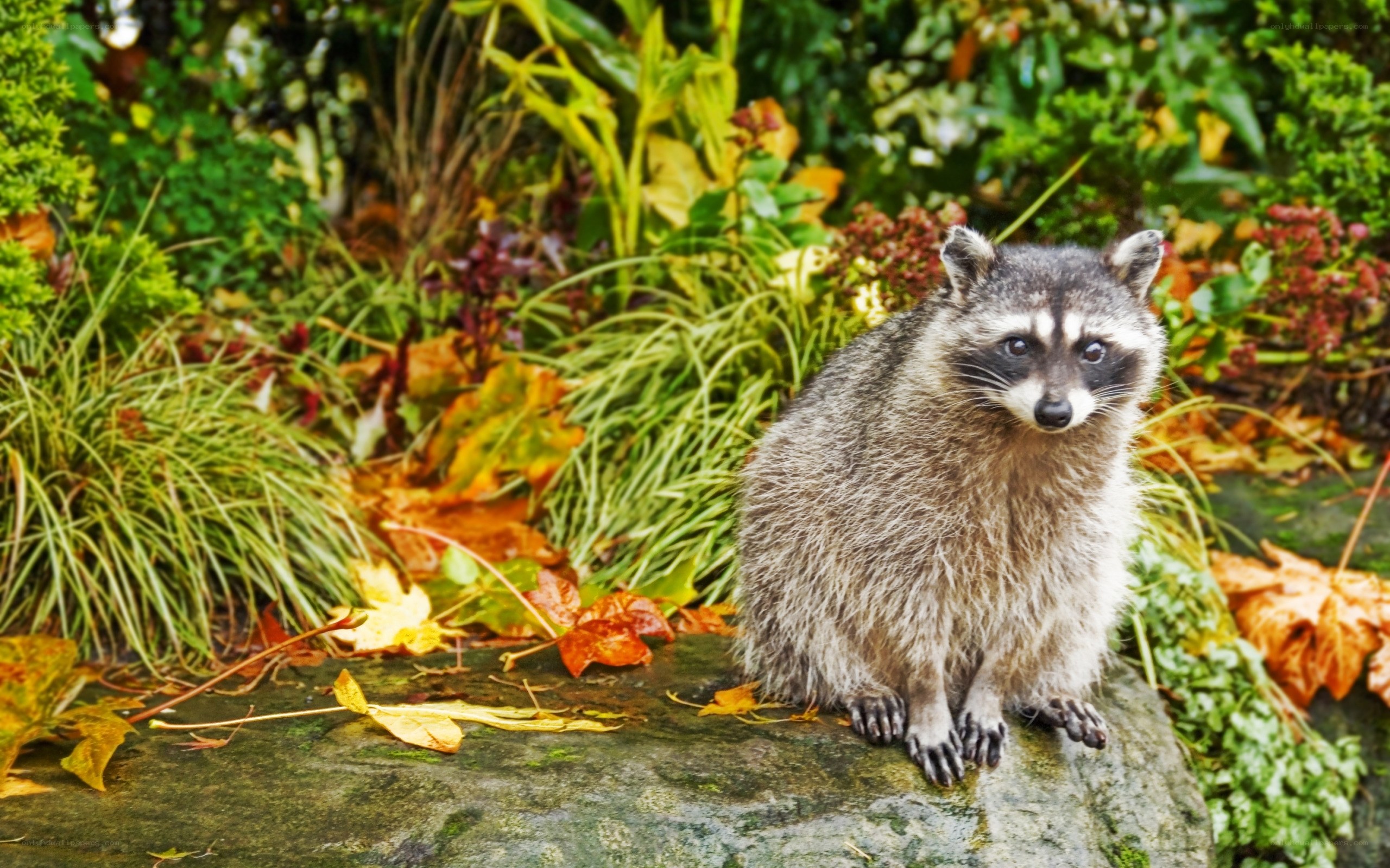 Raccoon in autumn garden