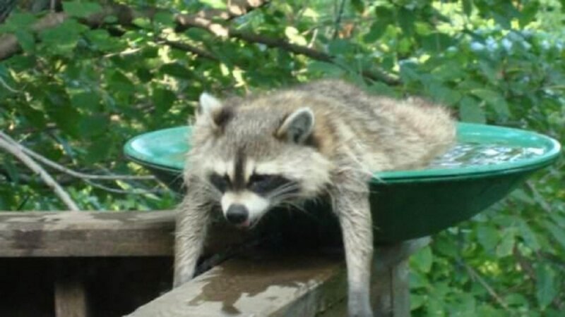 Raccoon in Bird Bath