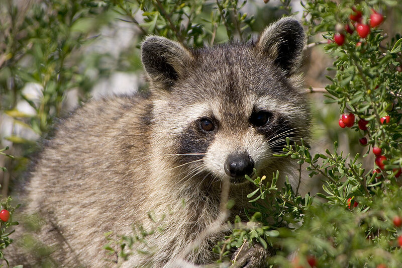 Raccoon in Bush