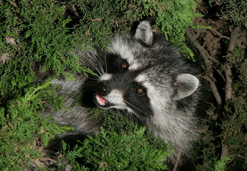 raccoon in evergreen bush