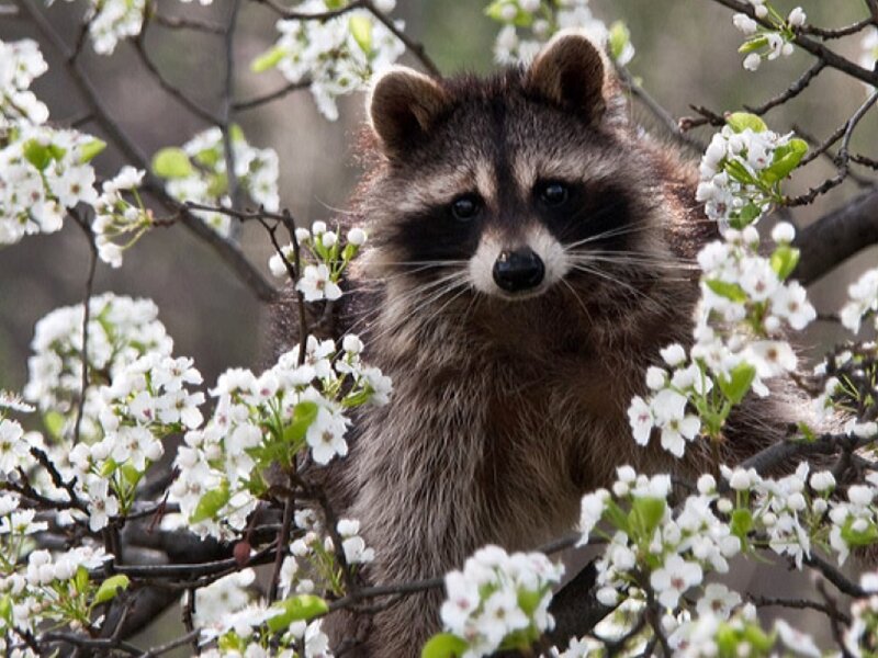 Raccoon in Flowering Tree