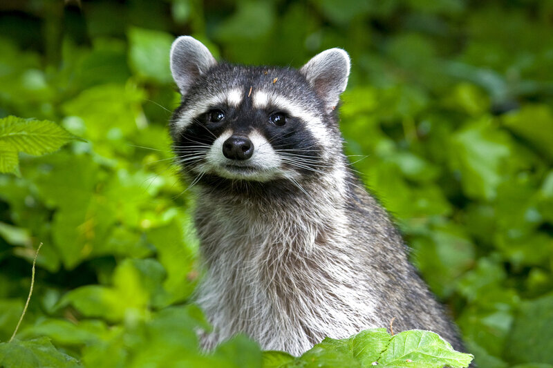 Raccoon in Foliage — Green, Natural
