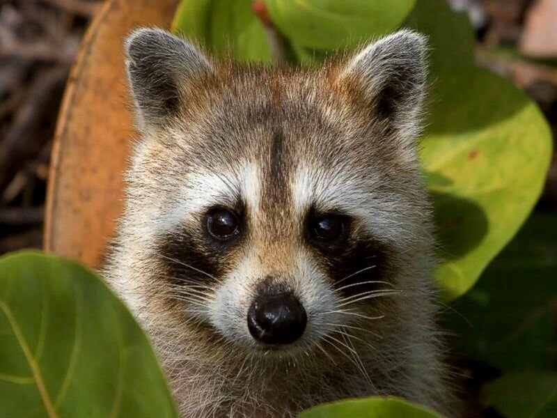 Raccoon in Foliage