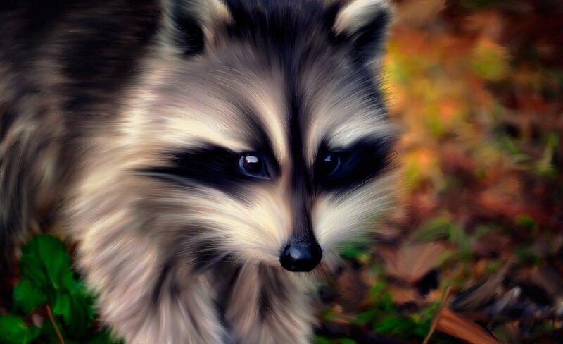 Raccoon in Forest — Brown, Natural