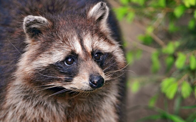 Raccoon in Forest — Brown