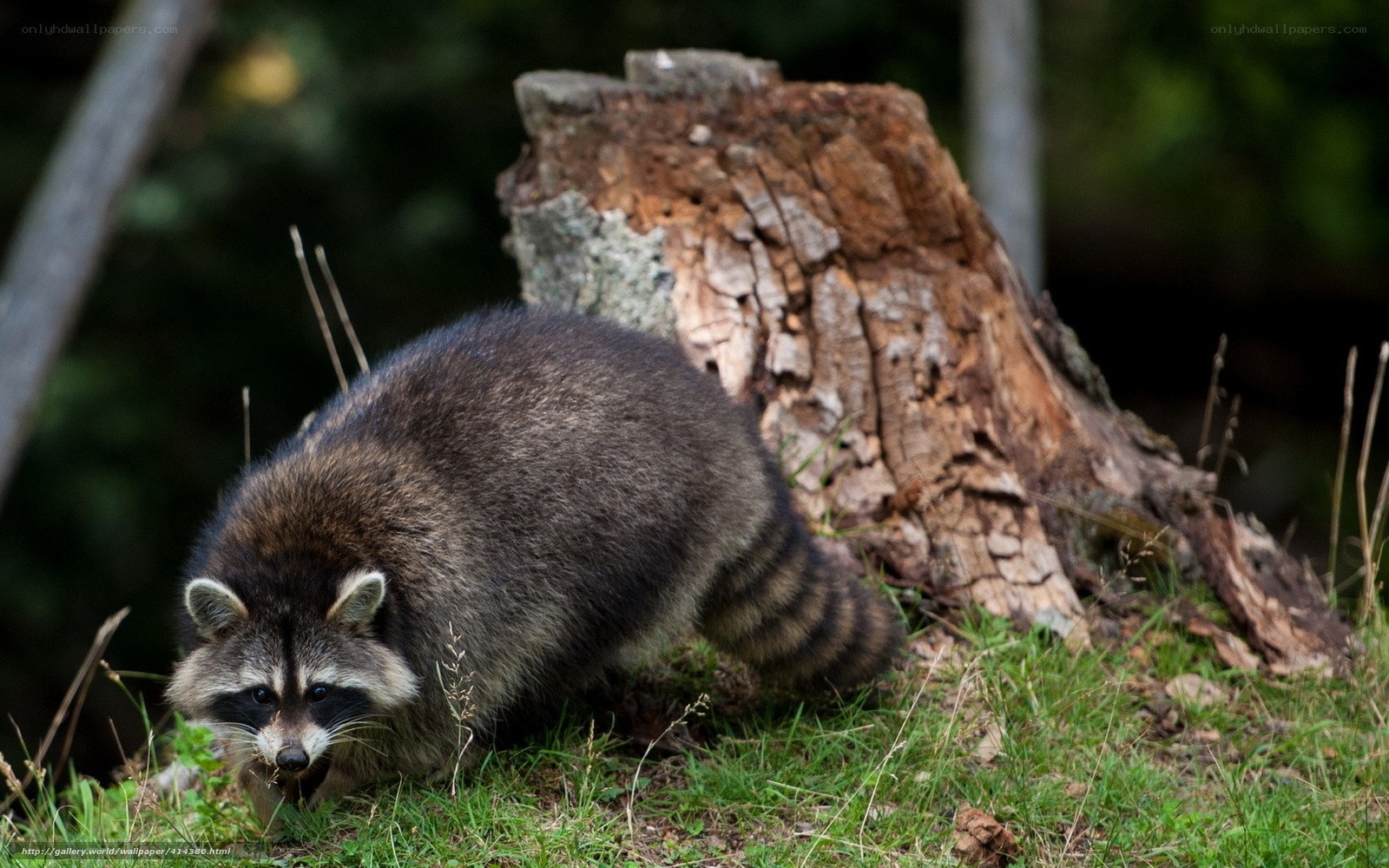 raccoon in forest clearing