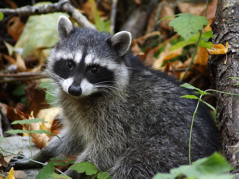 Raccoon in forest foliage