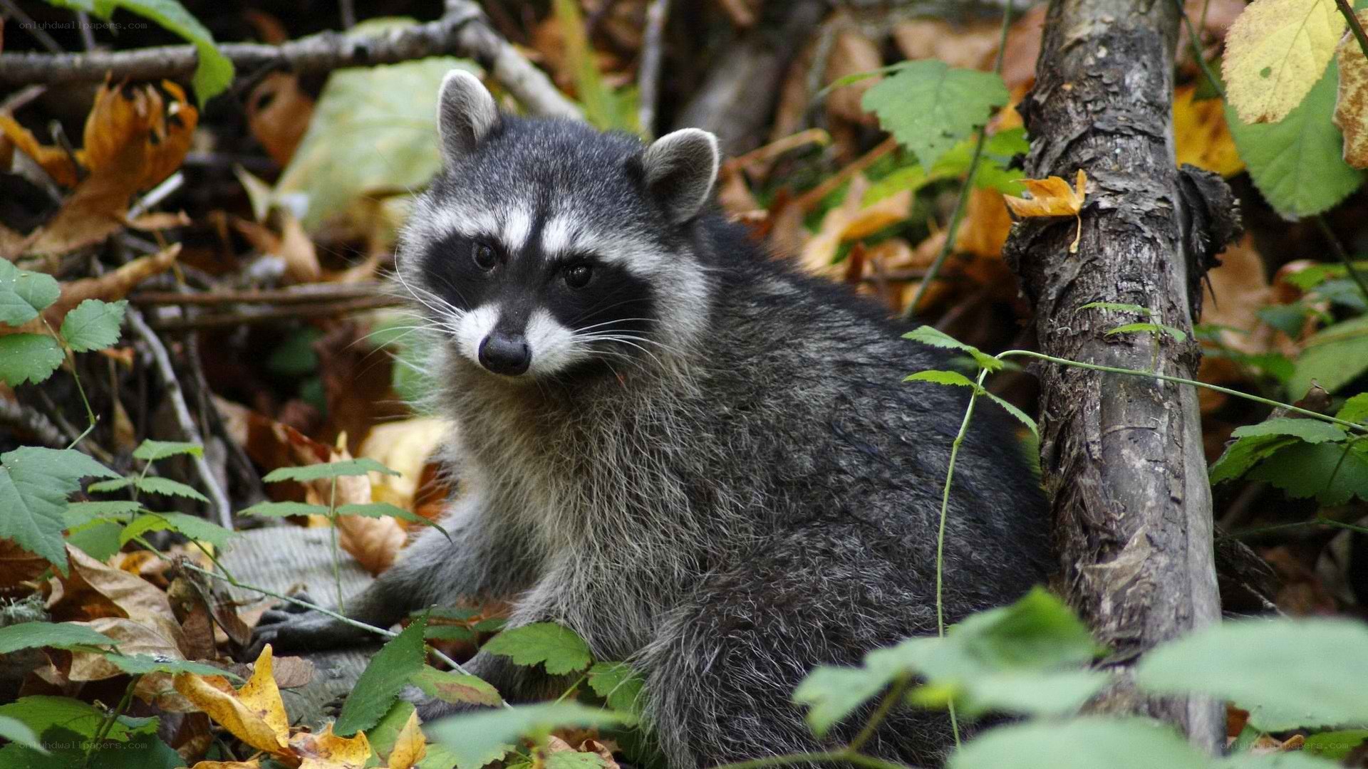 Raccoon in forest foliage