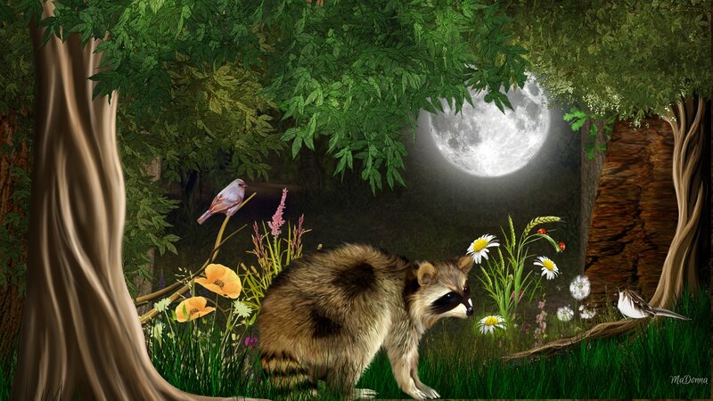 Raccoon in Forest — Green