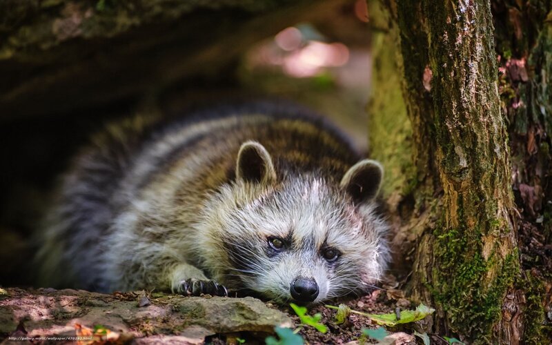 Raccoon in forest shelter