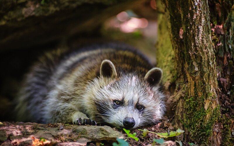 Raccoon in forest shelter