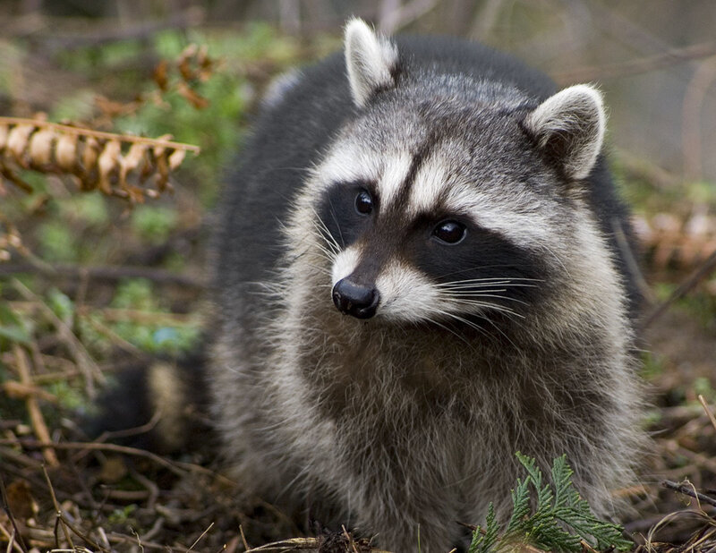 Raccoon in Forest