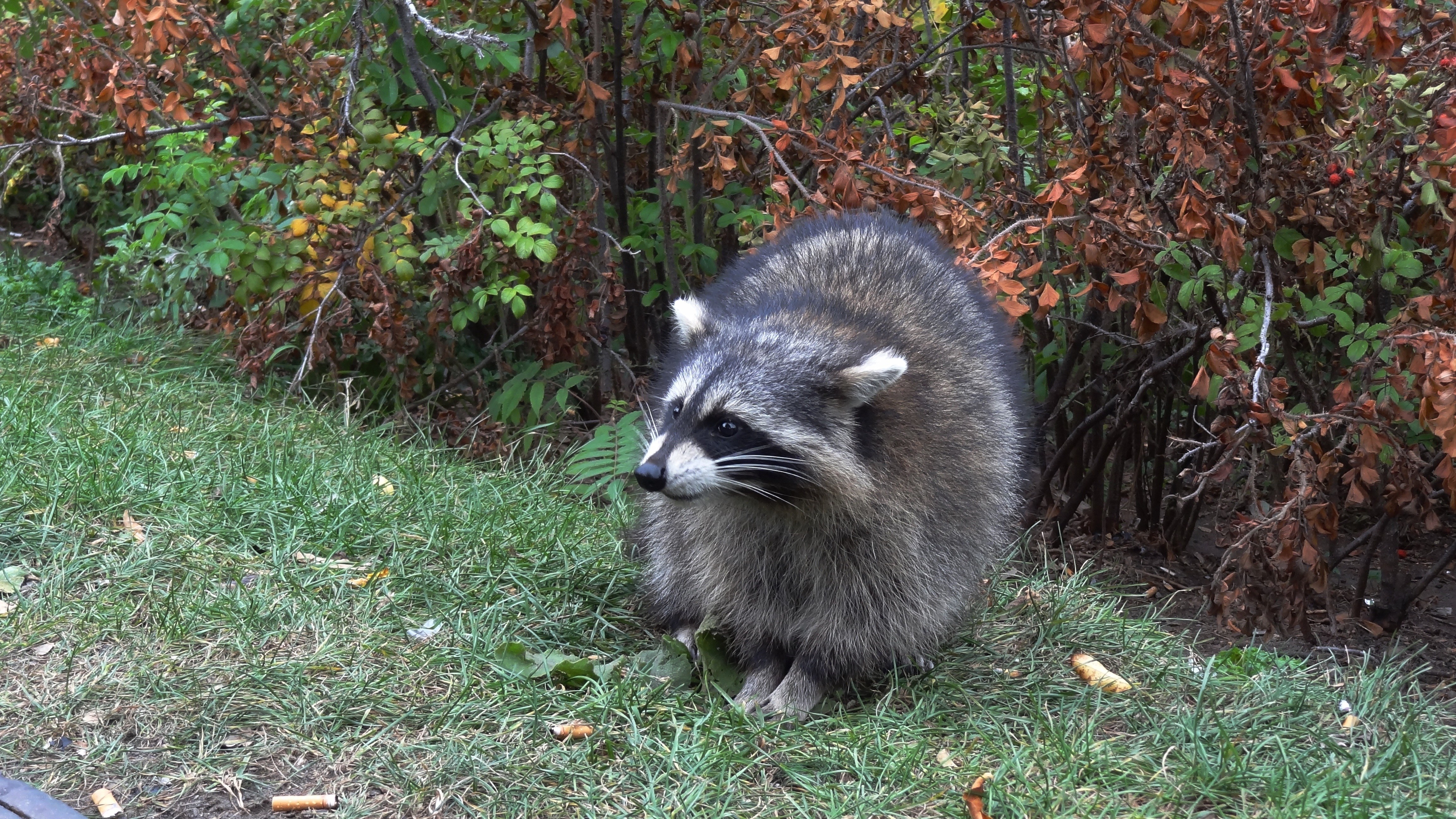 raccoon in garden