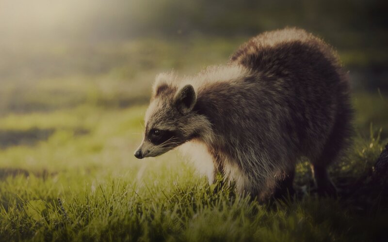 raccoon in grass at sunrise