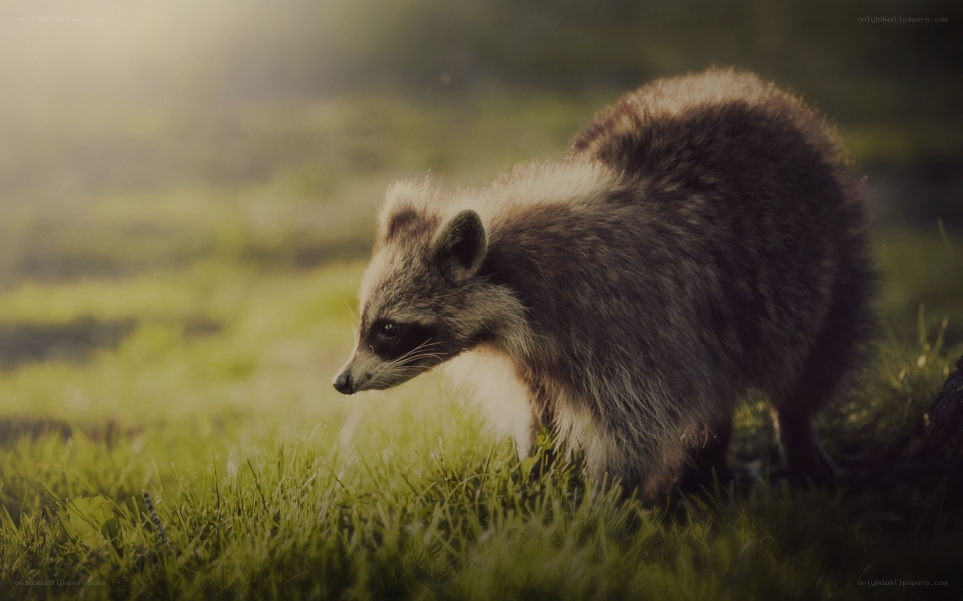 raccoon in grass at sunrise