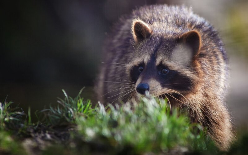 Raccoon in Grass — Brown, Natural, Afternoon