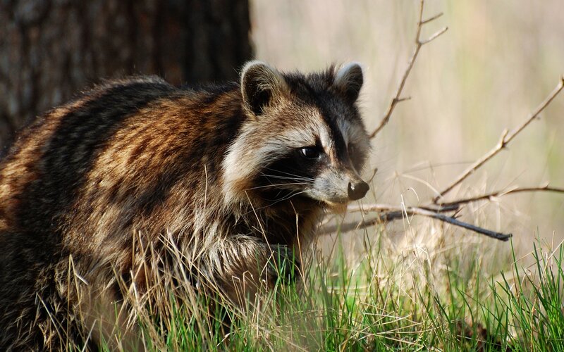 Raccoon in Grass — Brown, Natural