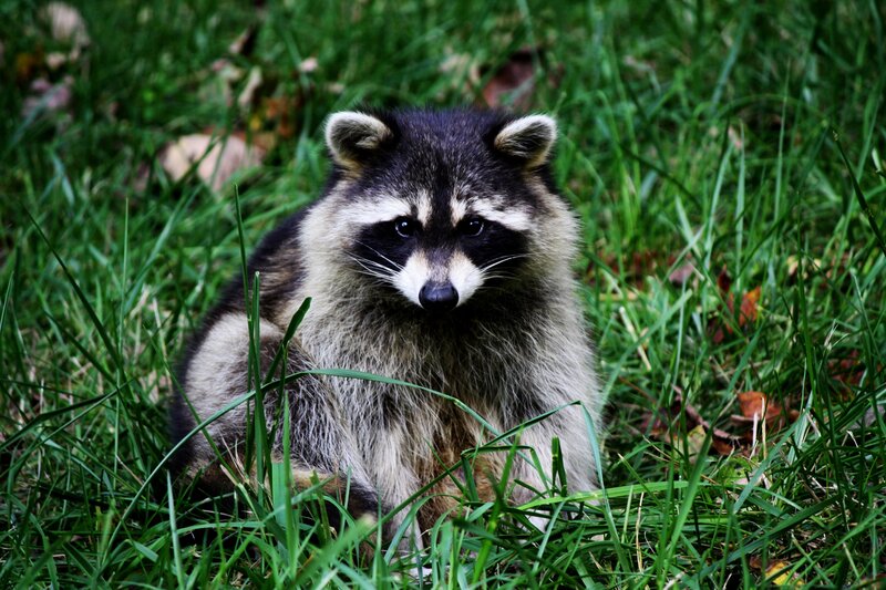 Raccoon in Grass — Green, Calm, Autumn, Photograph, Leaves