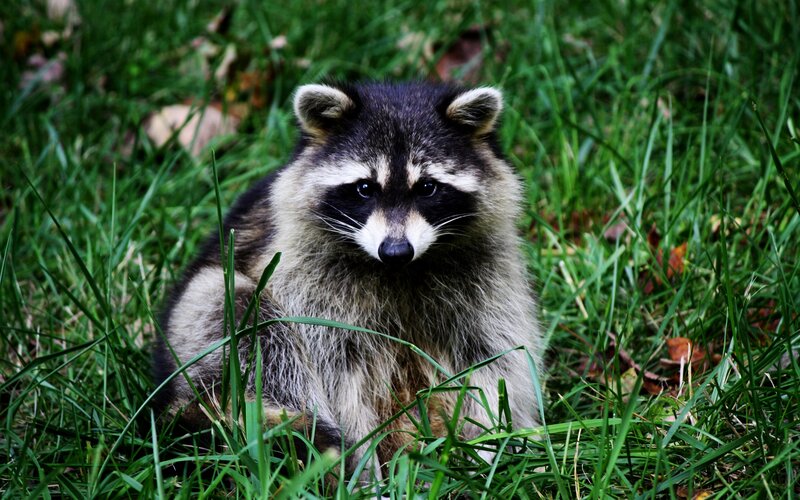 Raccoon in Grass — Green, Calm, Autumn, Photograph